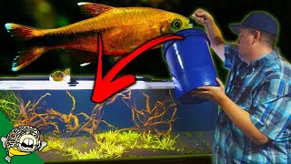 ADDING 100 SILVERTIP TETRAS TO THE 230 GALLON AQUARIUM SCHOOLING FISH [upl. by Caitrin]