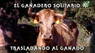 Toros de Justo Barba ganadero solitario trasladando ganado becerros  Toros desde Andalucía [upl. by Saidee]