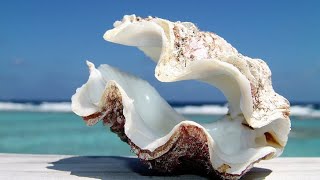 Phylum Mollusca Part 3 Class Bivalvia Clams Oysters Mussels etc [upl. by Pouncey329]