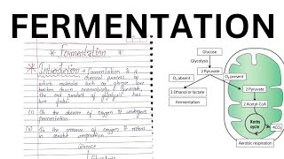 Fermentation [upl. by Doughty]