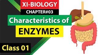 Characters of Enzymes  11th Biology Chapter no 3 in UrduHindi Sindh Board by Dr Zain ul Abideen [upl. by Nuawtna]