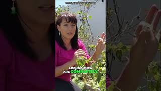 How to Grow Ground Cherries from Seed Essential Tips and Tricks [upl. by Amabel249]