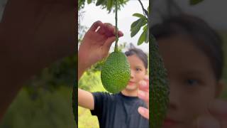 This Avocado Fruit Is Very Sweet satisfying fruit avocado guacamole [upl. by Pansie]