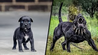 ANTES Y DESPUÉS DE ANIMALES CRECIENDO INCREÍBLES TRANSFORMACIONES DE ANIMALES [upl. by Airaet]