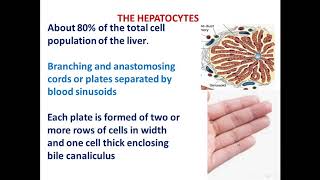 14 liver part 2 Histological structure of liver [upl. by Novikoff]