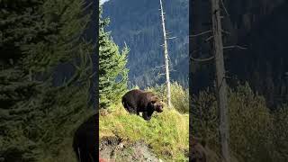 Huge brown bear  Alaska Wildlife [upl. by Direj]