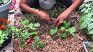 How to Know When Strawberries Are Ripe to Pick  The Chefs Garden [upl. by Scuram]