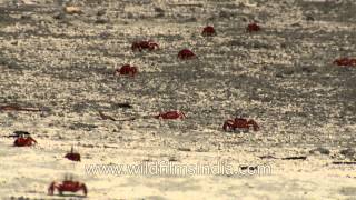 Red fiddler crabs of Henry Island [upl. by Holsworth]