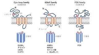 イオンチャネル型受容体（神経伝達物質受容体） [upl. by Yroffej543]
