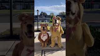 Funniest amp Silliest Dog Moments Compilation 🐾 Part 1 💕 cute dogs puppy funny pets [upl. by Hterrag]