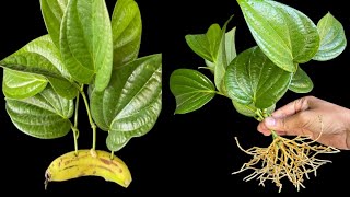 How To Grow Betel leaf Plant From Cuttings In A Banana [upl. by Montano]