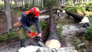 Garden and Forest  Felling trees chainsaw Husqvarna 562 XP [upl. by Anilave]