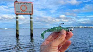 Epic Surprise Brackish Water Grouper Smokes this Swimbait and Pompano River Fishing [upl. by Goren]