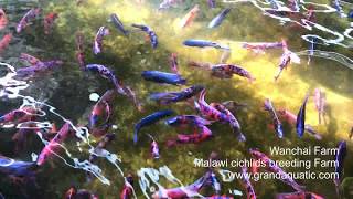 Malawi cichlid breeding farm [upl. by Nesiaj38]