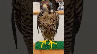 Falconry Peregrine falcons adult vs juvenile wildlife falconry [upl. by Ayatnohs703]