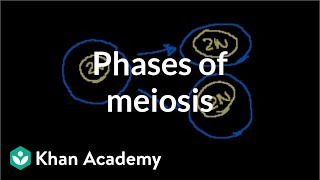 Phases of Meiosis [upl. by Aihtenyc]