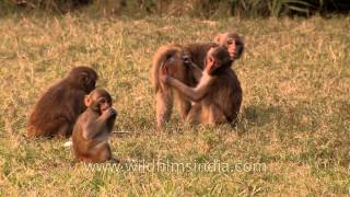 Rhesus monkeys socialize with each other [upl. by Merilyn]