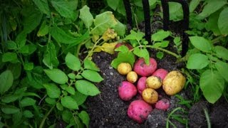 How to Plant Grow amp Harvest Potatoes Organically from Start to Finish [upl. by Bernadine]