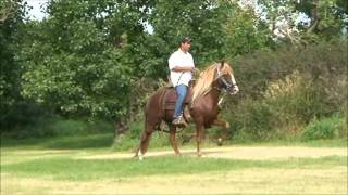 CM Inca Roca Peruvian Paso Stallion 27Aug11wmv [upl. by Kennie]