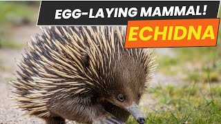 Echidna Facts That Will Blow Your Mind echidna animals discover documentary shorts [upl. by Hortensia]