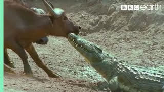 The Nile Crocodile vs Buffalo  Wild Africa  BBC Earth [upl. by Omarr]