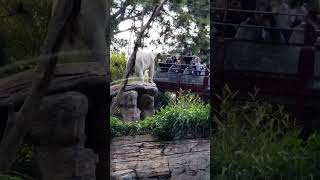 Polar Bear Stands Up at The San Diego Zoo [upl. by Avevoneg]