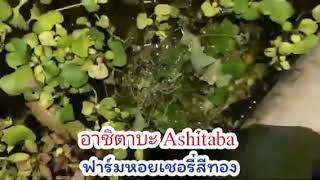 อาชิตาบะ Ashitaba ฟาร์มหอยเชอรี่สีทอง ต้ม ผัด แกง ทอด นึ่ง ก็อร่อย [upl. by Sivrad]