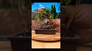 How to make Bonsai Plant bonsai [upl. by Anetta]