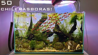 Adding 50 Chili Rasboras to my Planted Tank [upl. by Esahc]