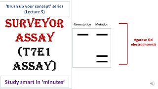 Surveyor nuclease assay  T7E1 assay  CRISPR Cas9 screening technique  Quick and simplest concept [upl. by Modnar566]