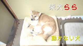 柴犬らら 動かない犬と動く飼い主 [upl. by Faun]