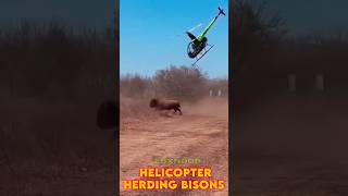 Spectacular Bison Herding by Helicopter shorts helicopter [upl. by Ahsemat]