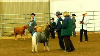 Mini Horses  Youth Showmanship 8  12 [upl. by Garratt]