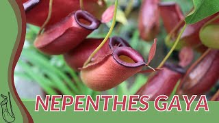 Quick Guide to NEPENTHES GAYA quotPitcher Plantquot [upl. by Carnes]