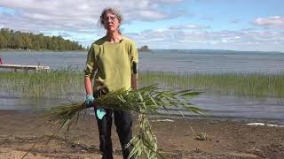 How to Control Invasive Phragmites  The Manitoulin Phragmites Project [upl. by Nawtna843]