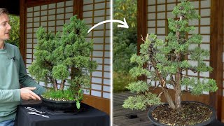 Restoring an old Juniper Bonsai [upl. by Morry]