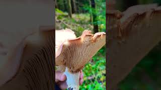 Leucopaxillus giganteusDeutschland [upl. by Cilka]