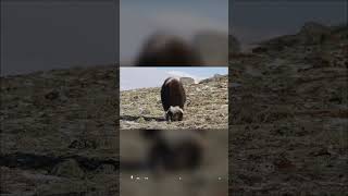 🥶Melena de pelo 🥶animales animals muskox buey fauna animalessalvajes tedoyeldato [upl. by Porte832]