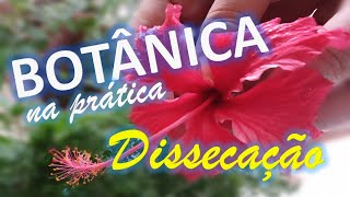 14 Dissecação de uma flor [upl. by Eynttirb]