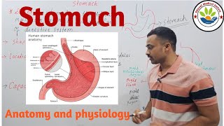 Stomach  anatomy and physiology of stomach in Hindi [upl. by Nyrok]