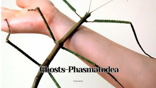 Ghosts Phasmatodea [upl. by Corella166]