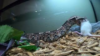 Gaboon Viper Eliminates Rat Live Feeding [upl. by Marylou436]