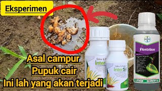 Eksperimen uji coba pencampuran pupuk cair [upl. by Mraz]