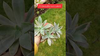 Echeveria plantsucculent plants gardening youtubeshorts short [upl. by Nosdrahcir]