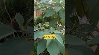 Solanum mauritianum lancing alam pecintabunga shortsvideo [upl. by Koren]