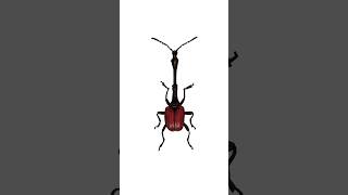 Day 2 Trachelophorus Giraffa Giraffe Weevil Order  Coleoptera beetles bugtober inktober [upl. by Marra]