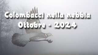 Colombacci nella Nebbia 2024 [upl. by Notsehc]