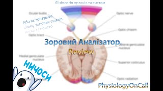 PhysyiologyOnCallReviewЗоровий аналізаторСхема зорового шляху [upl. by Miltie540]