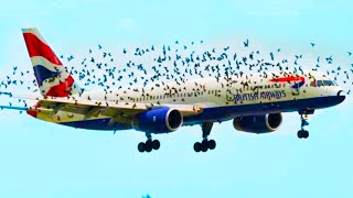 Angry Birds Refuse To Leave The Plane Pilot Discovers Why amp Immediately Lands [upl. by Clayson]