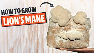 How To Grow Lions Mane Mushroom From Start To Finish [upl. by Melesa]